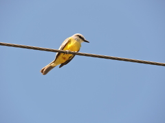 Tyrannus melancholicus