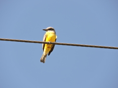 Tyrannus melancholicus