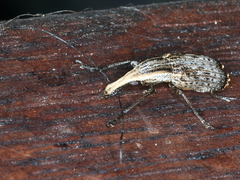 Ancylotropis waterhousei