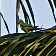 Psittacula alexandri fasciata