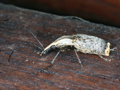 Ancylotropis waterhousei