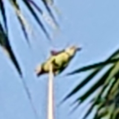 Psittacula alexandri fasciata