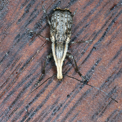 Ancylotropis waterhousei
