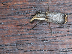 Ancylotropis waterhousei
