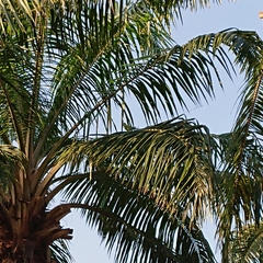 Psittacula alexandri fasciata