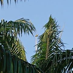 Psittacula alexandri fasciata