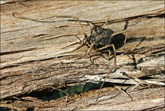 Megalopsalis serritarsus