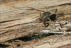 Megalopsalis serritarsus