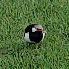 Gracupica floweri