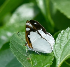 Dynamine coenus coenus