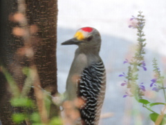 Melanerpes aurifrons