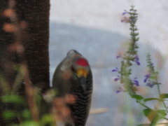 Melanerpes aurifrons