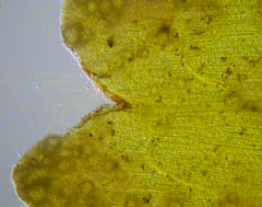 Zostera nigricaulis