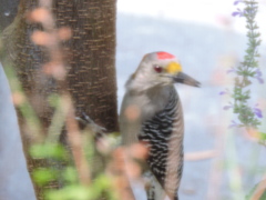 Melanerpes aurifrons