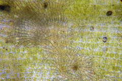 Hydrolithon cymodoceae