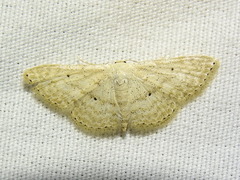 Scopula benitaria
