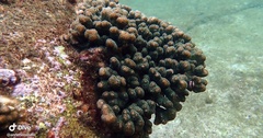 Pocillopora aliciae
