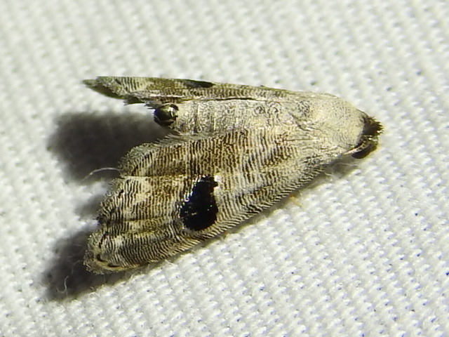 Abablemma duomaculata
