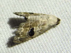 Abablemma duomaculata