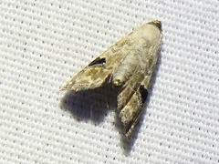 Abablemma duomaculata