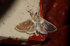Apilocrocis excelsalis