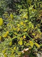 Phoradendron brachystachyum