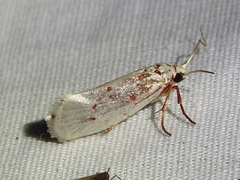 Enaemia basistriga