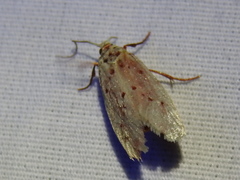 Enaemia basistriga