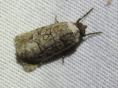 Sympistis sectiloides