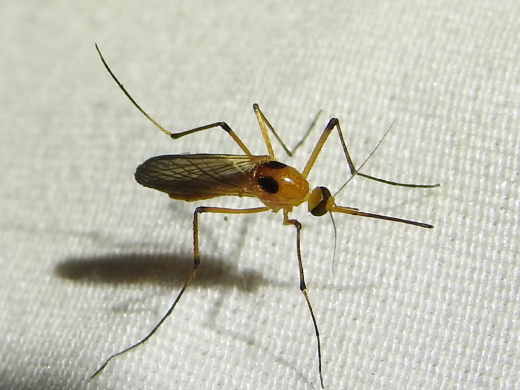 Aedes bimaculatus