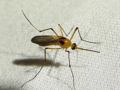 Aedes bimaculatus