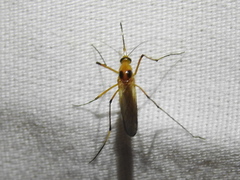 Aedes bimaculatus