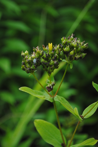 Spotted St. Johnswort (Hypericum punctatum)