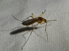 Aedes bimaculatus