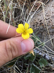 Viola purpurea aurea
