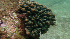 Pocillopora aliciae