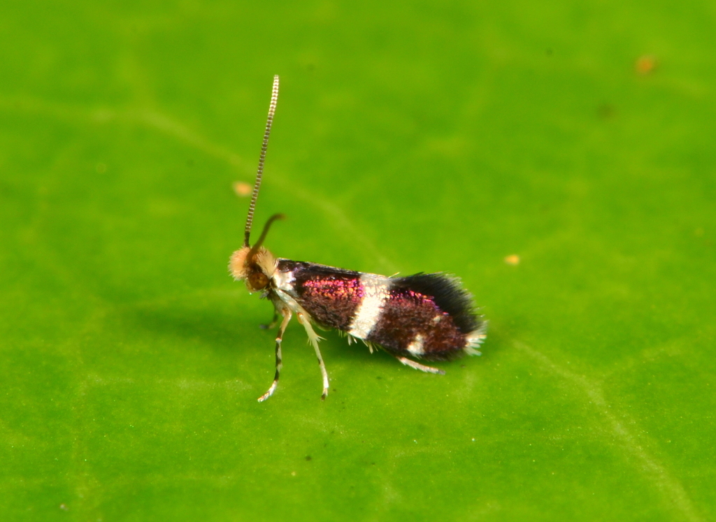 Micropterigidae