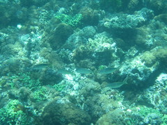 Pseudocaranx