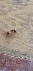Formicoidea