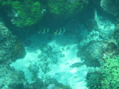 Chaetodon tricinctus