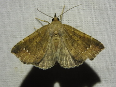 Focillidia texana
