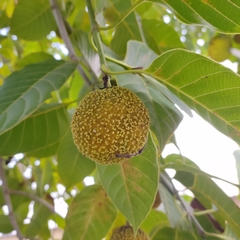 Neolamarckia cadamba