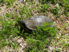Trachemys scripta image