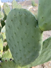 Opuntia