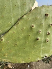Opuntia