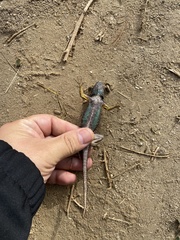 Sceloporus occidentalis