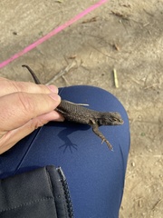 Sceloporus occidentalis