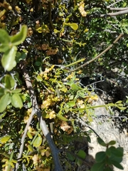 Phoradendron brachystachyum