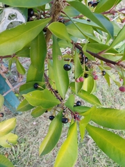 Ardisia elliptica