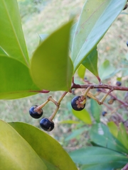 Ardisia elliptica